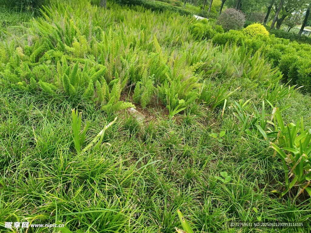 翠绿草地生机盎然