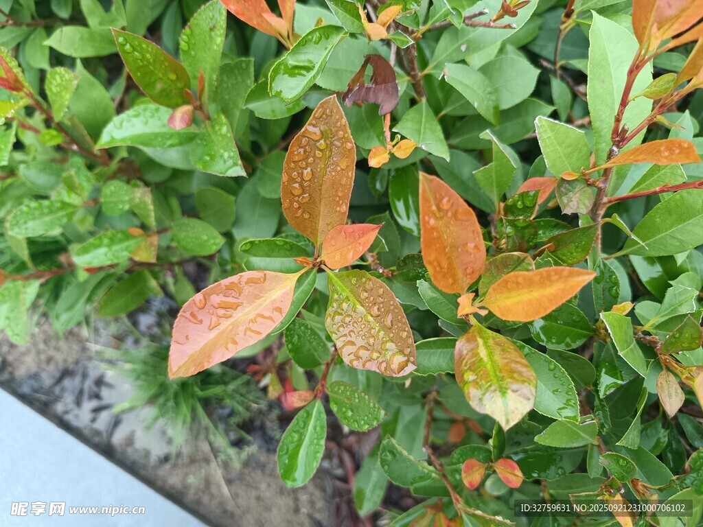 多彩叶片植物特写