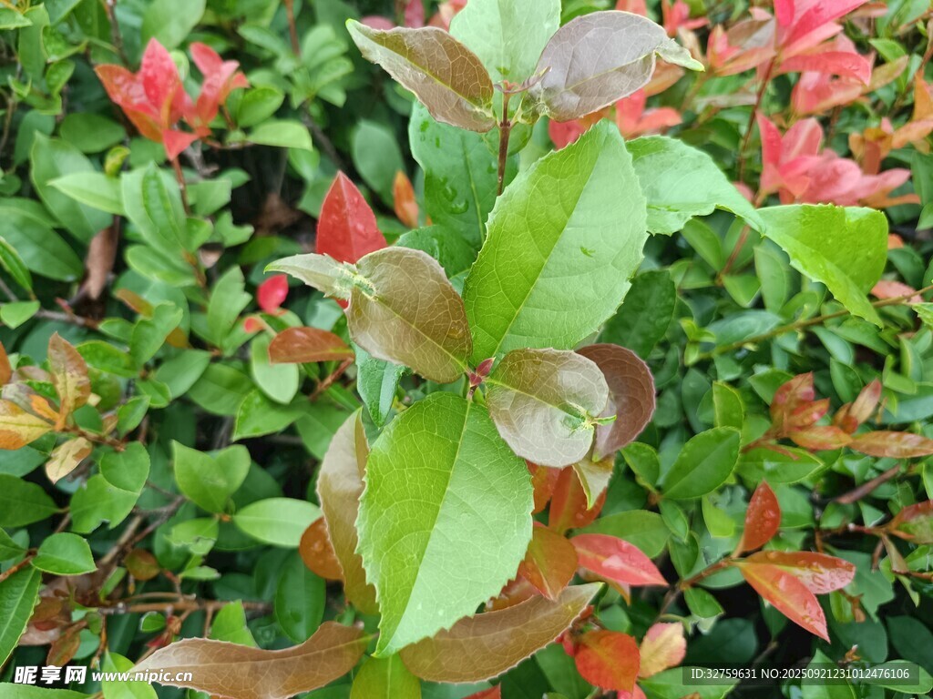 多彩叶片植物特写