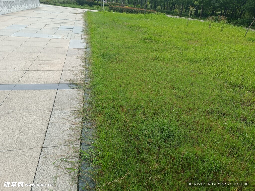 路边翠绿草地