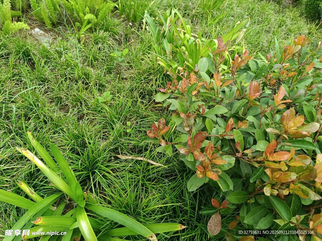 多彩绿植景观