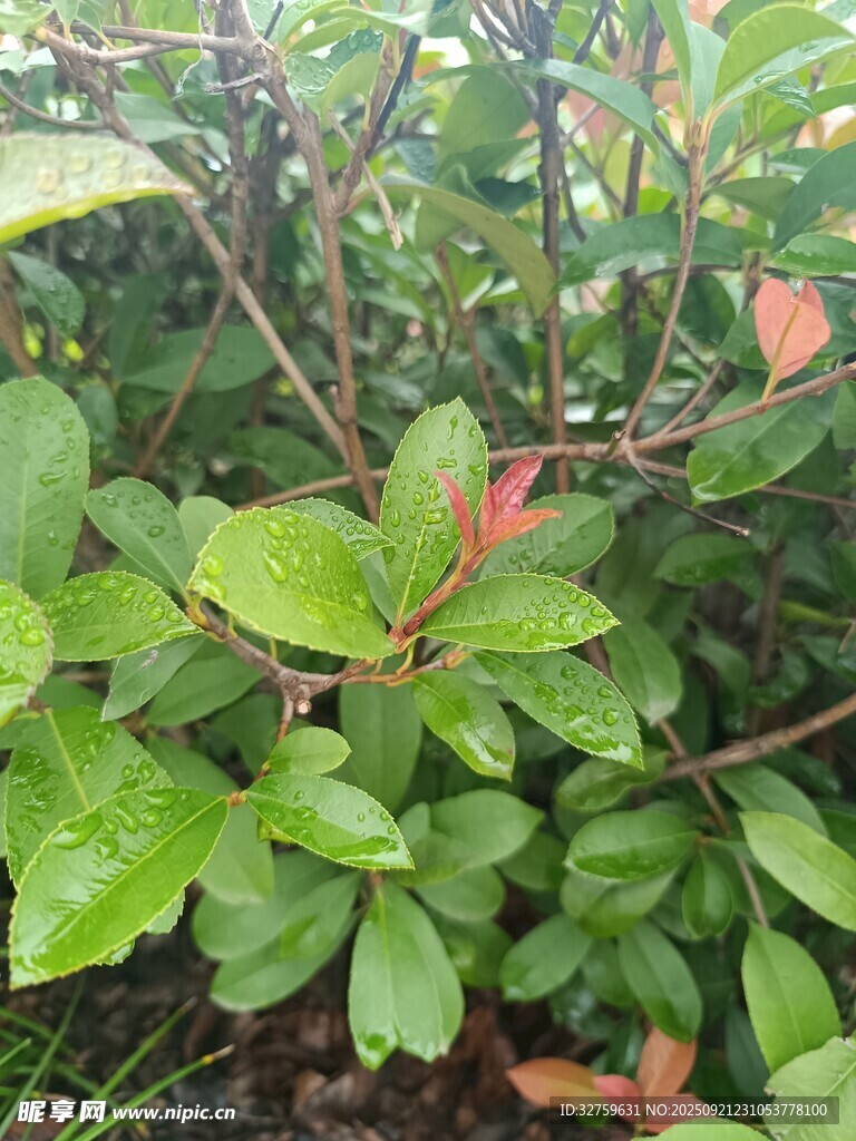 绿叶红芽的繁茂植物