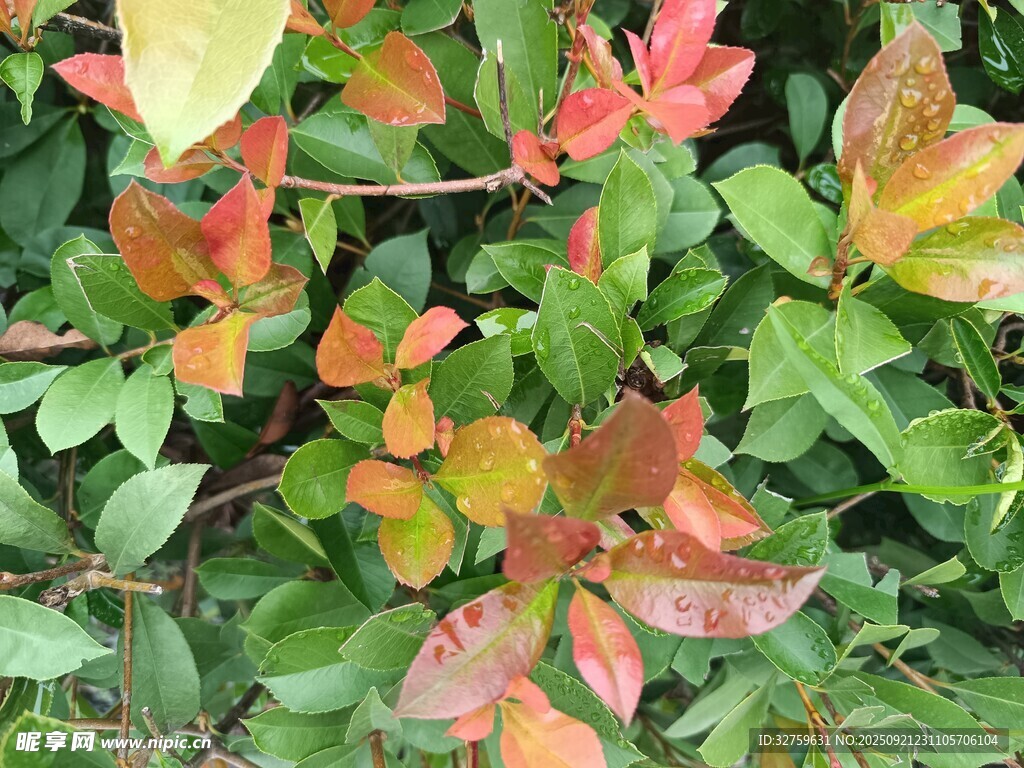 多彩斑斓的植物叶片