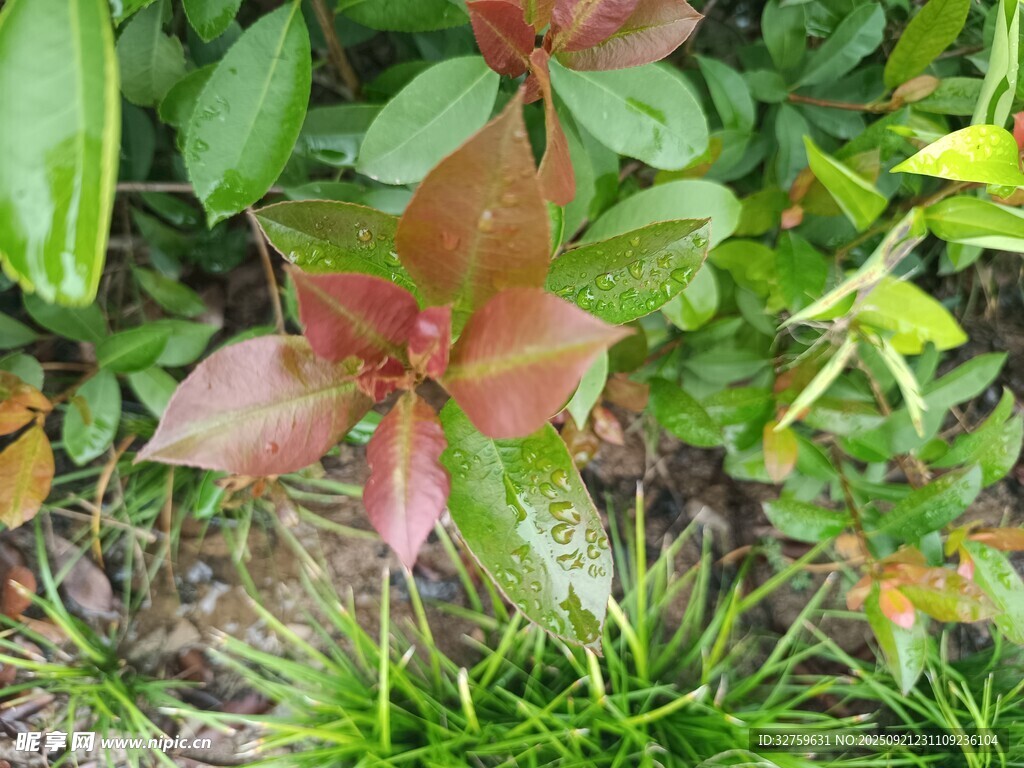多彩植物特写