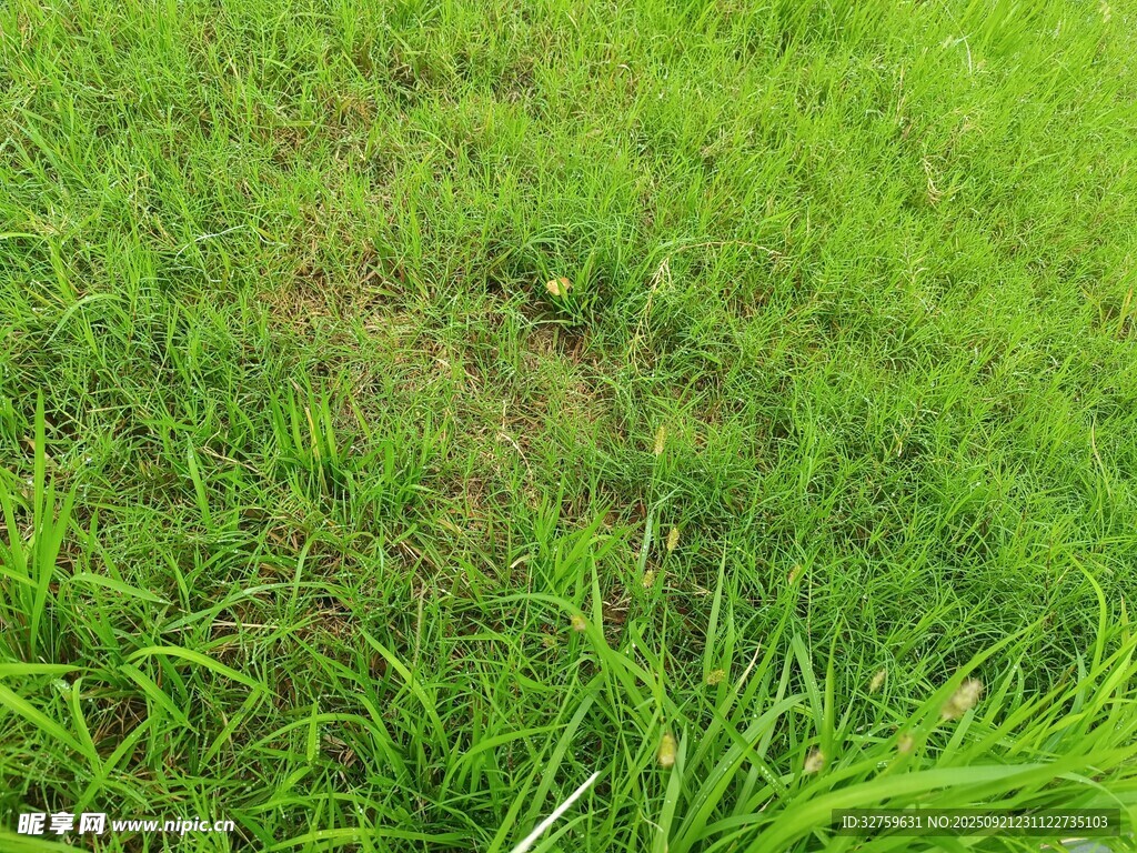翠绿草地生机盎然