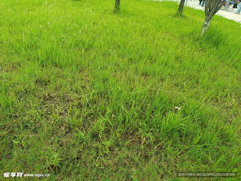 翠绿草地局部景象