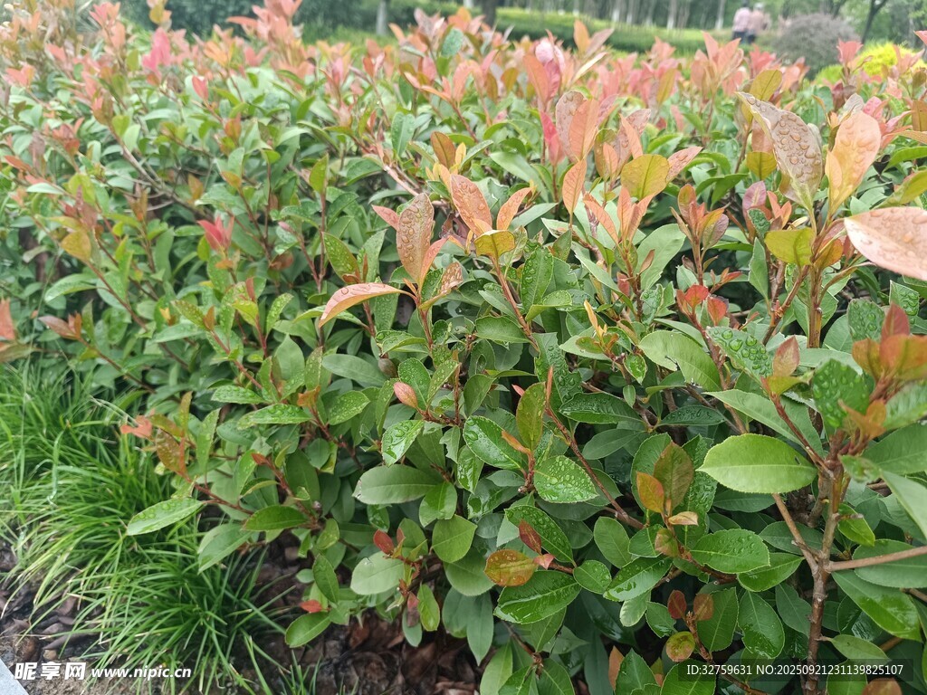 色彩斑斓的绿植景观
