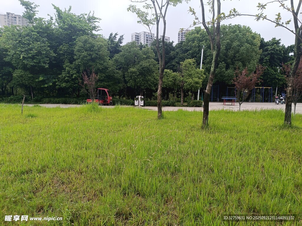 绿意盎然的户外草地景观