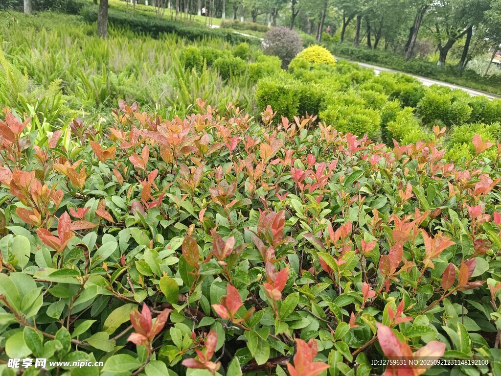 红叶灌木景观