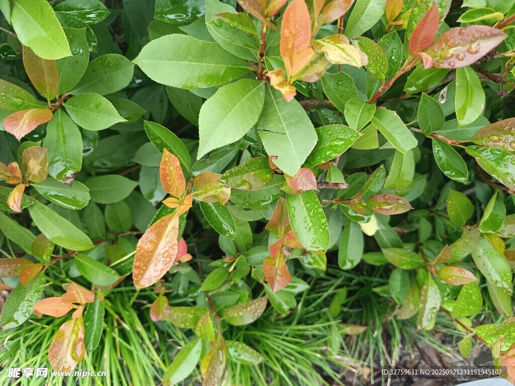 绿叶间的多彩植物景观