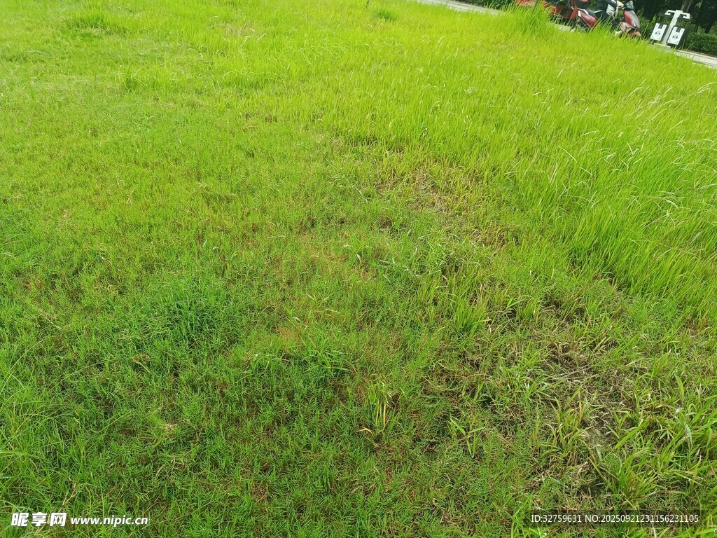 翠绿草地