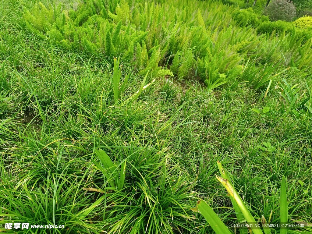 翠绿繁茂的草丛景观
