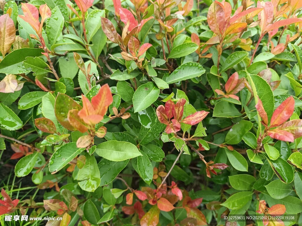 多彩叶片的绿植景观