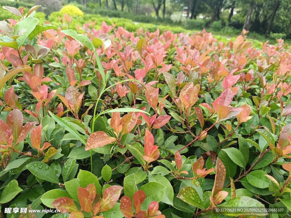 多彩斑斓的绿植景观