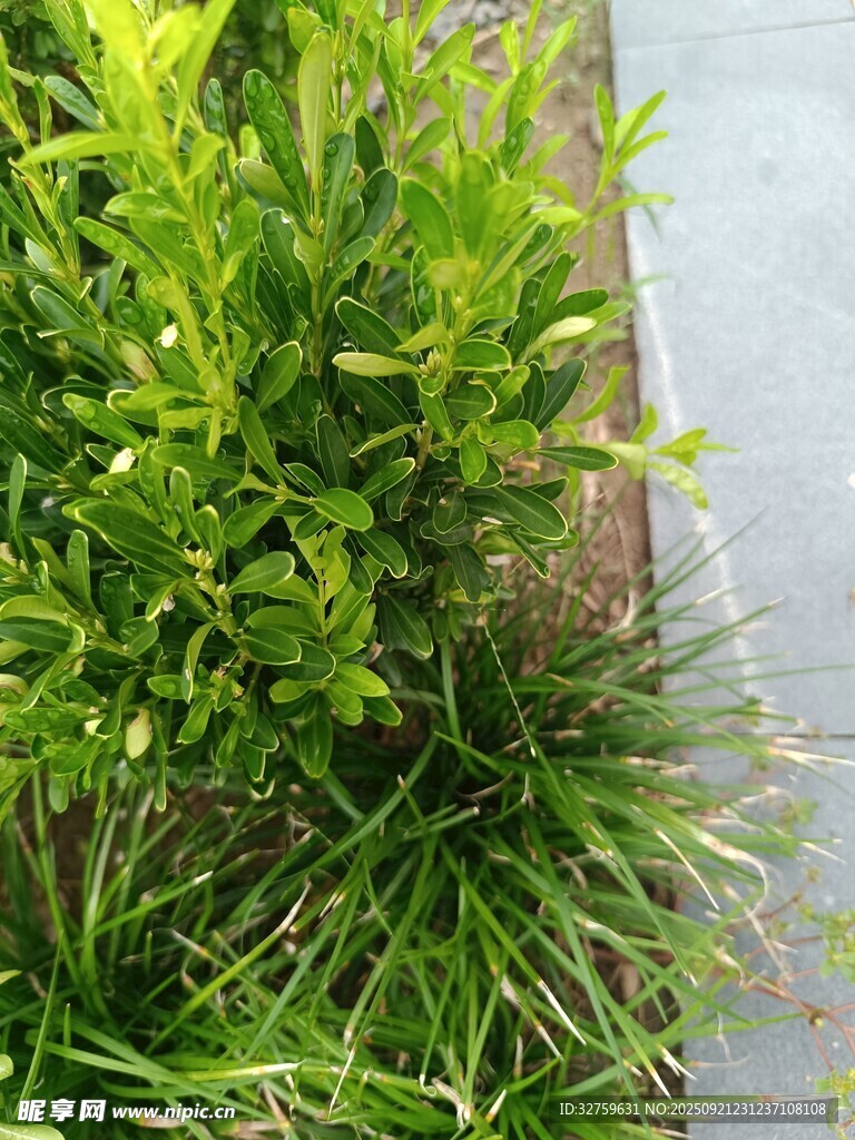 路边翠绿植物景观