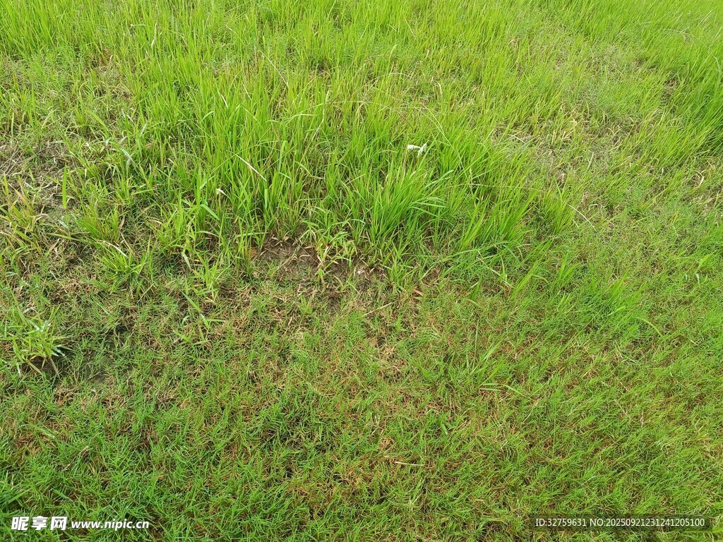 翠绿草地