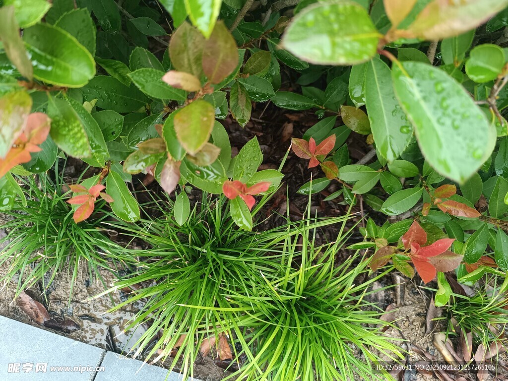 多彩绿植景观