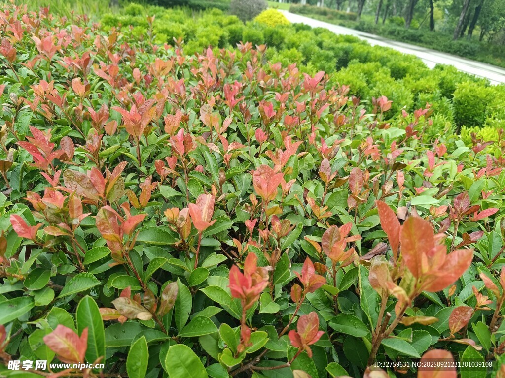 红叶绿叶交织的美丽景观