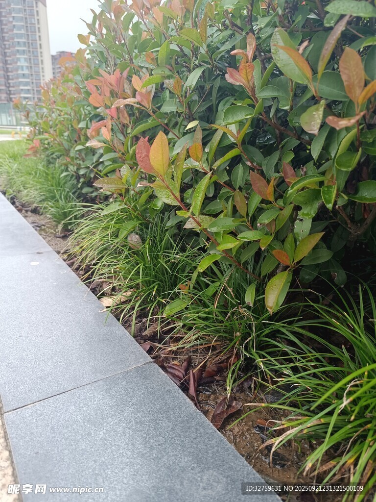 城市路边多彩绿植景观