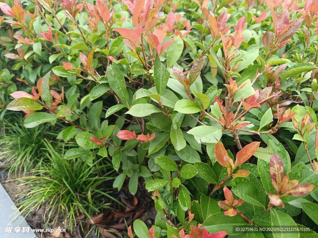 多彩花卉绿植景观