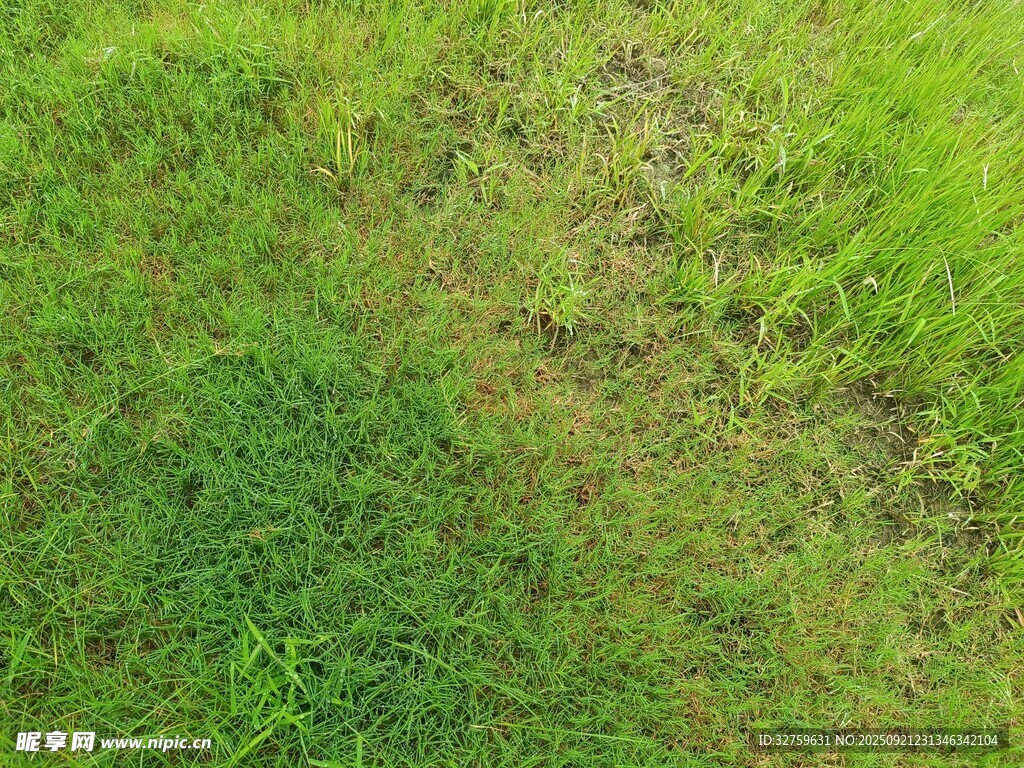 翠绿草地近景特写