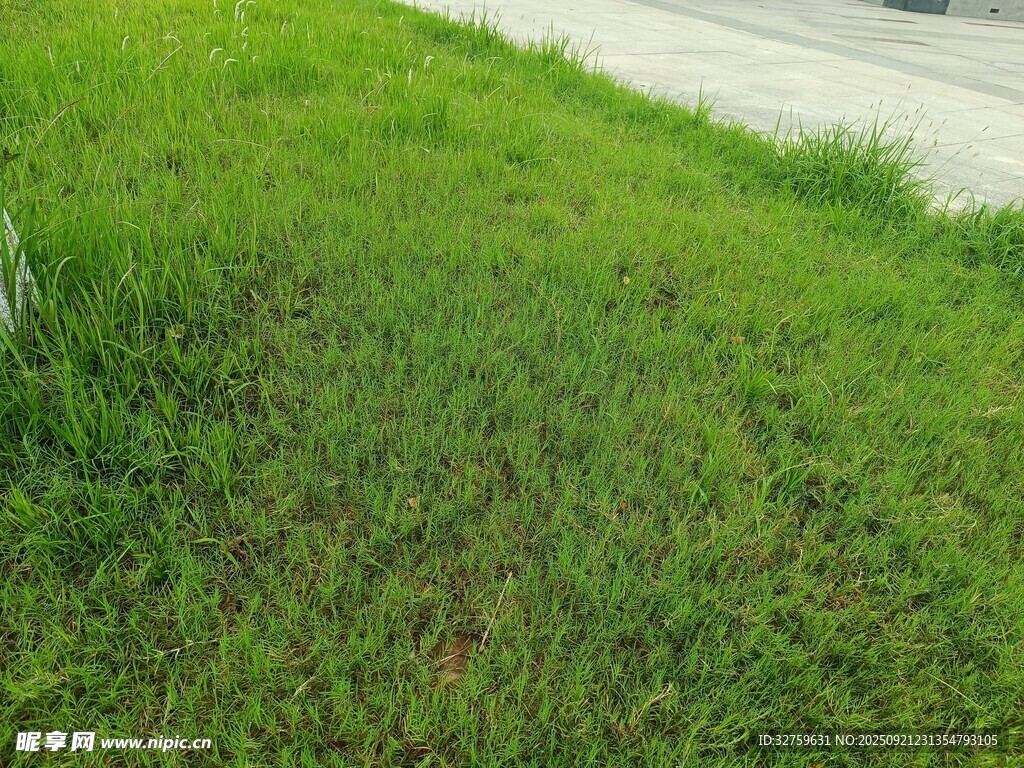 路边翠绿草地