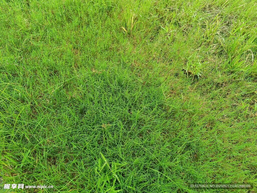 翠绿草地特写