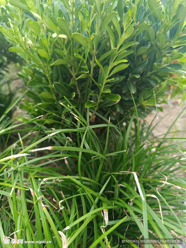 翠绿茂盛的丛生植物