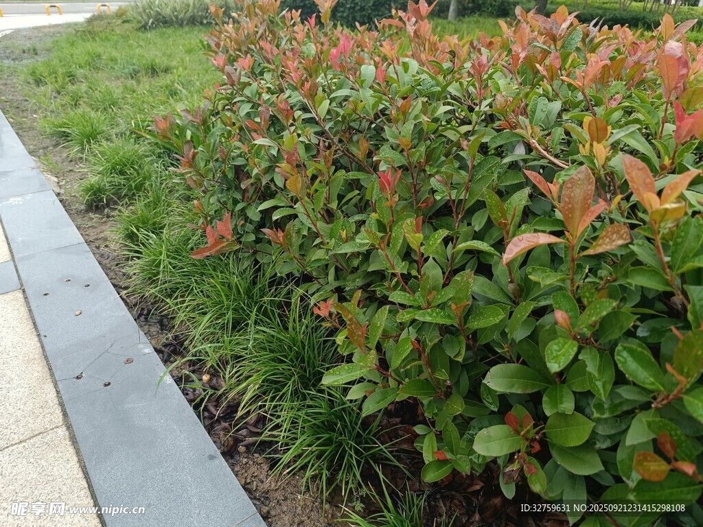 路边色彩斑斓的绿植景观