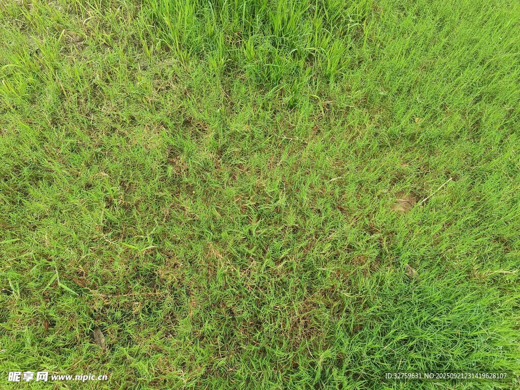 翠绿草地纹理特写