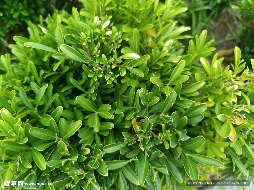 翠绿繁茂的灌木植物