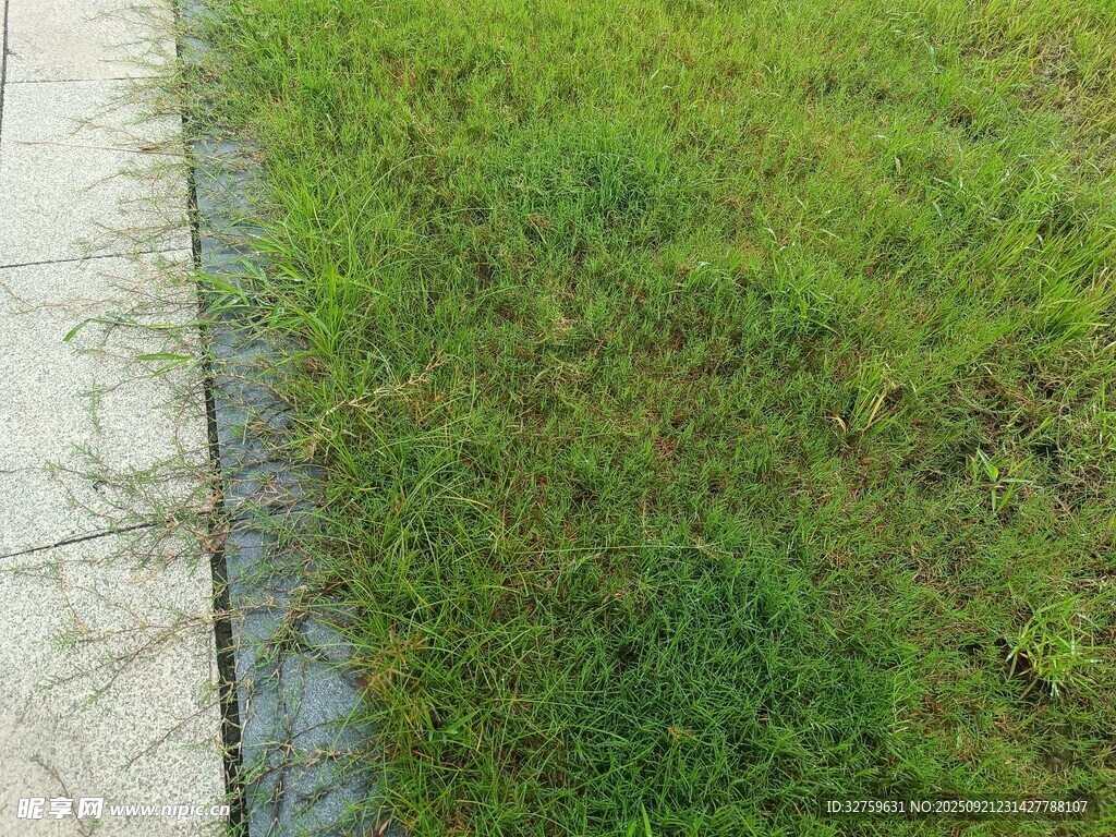 路边翠绿草地