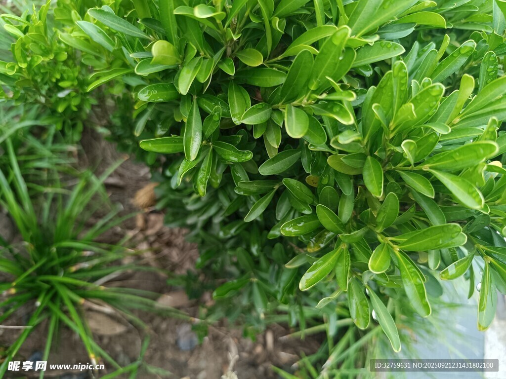 翠绿繁茂的植物枝叶