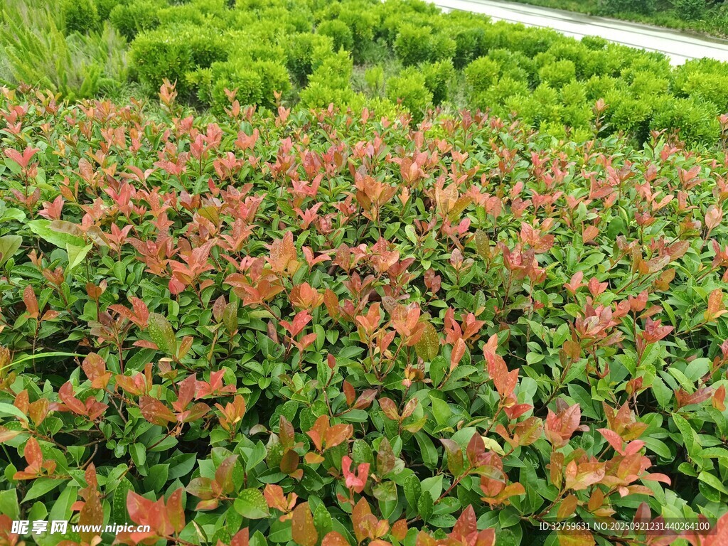 多彩植物景观