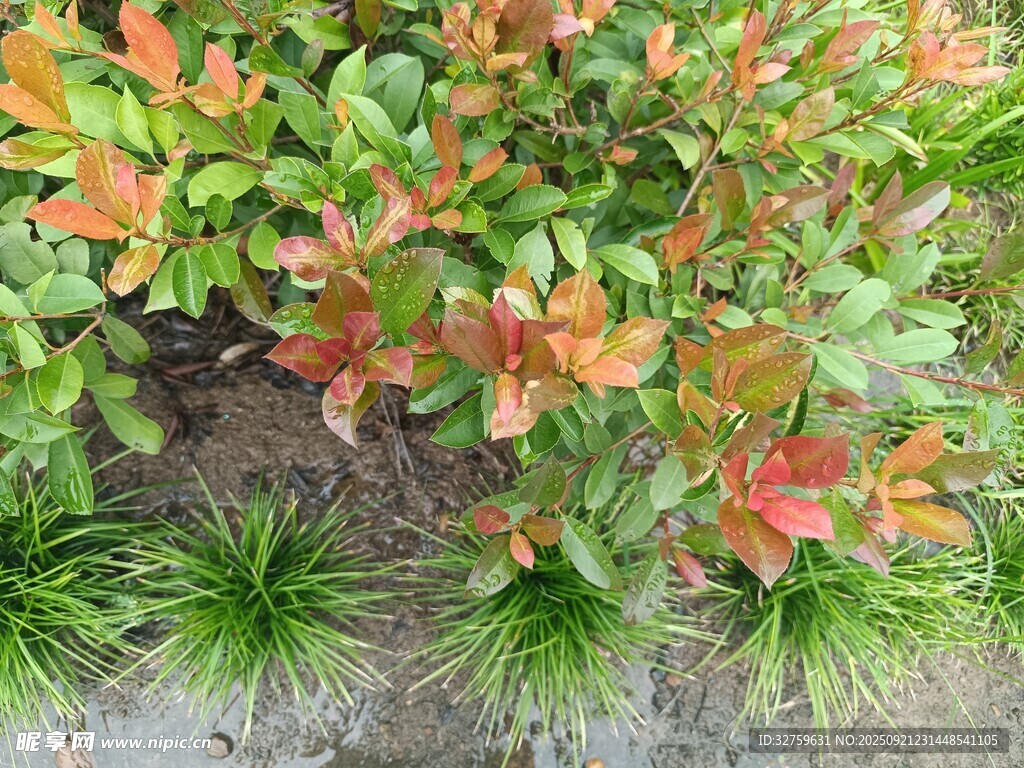 多彩绿植景观