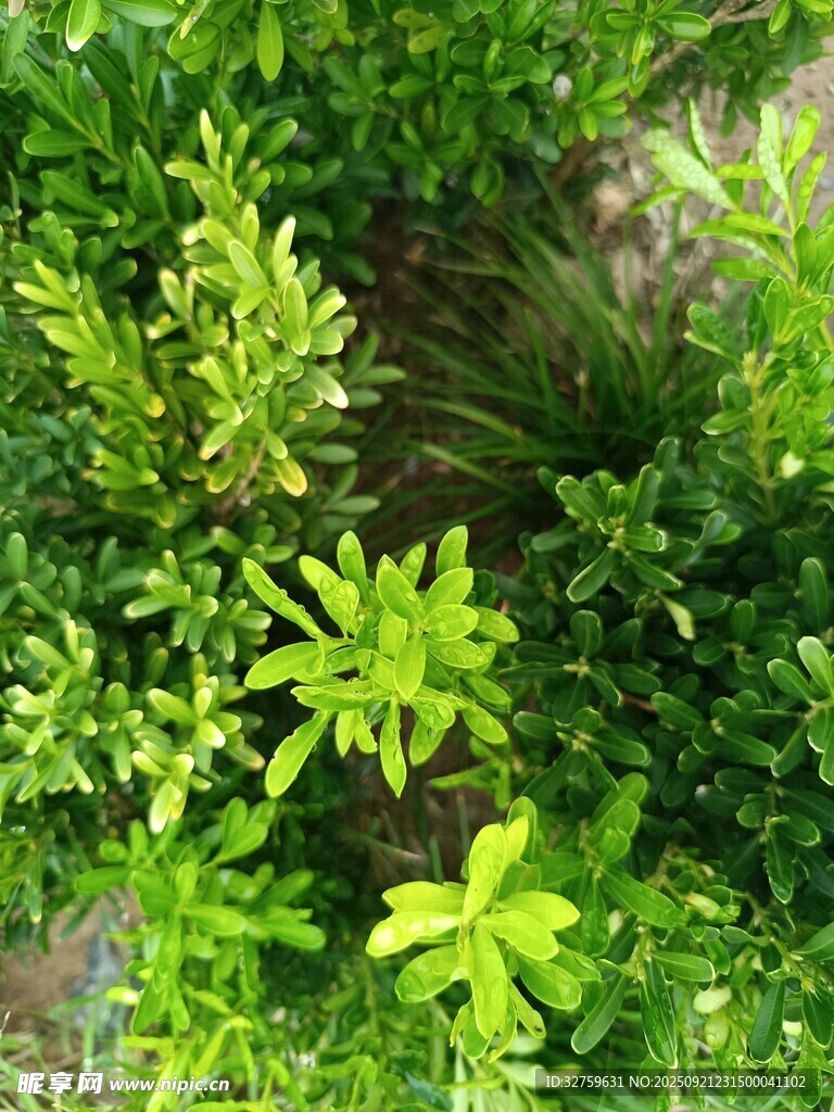 翠绿繁茂的多样绿植