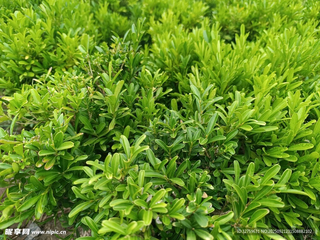 翠绿繁茂的绿植景观