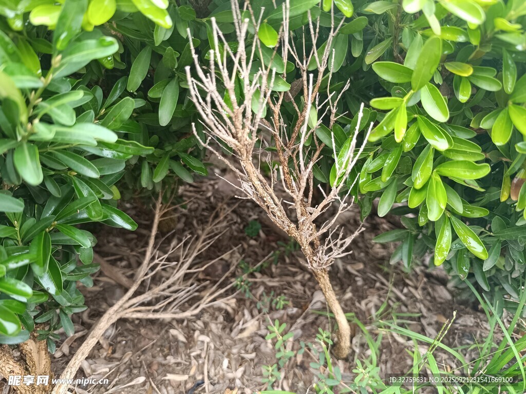 枯萎植物与周围绿植对比