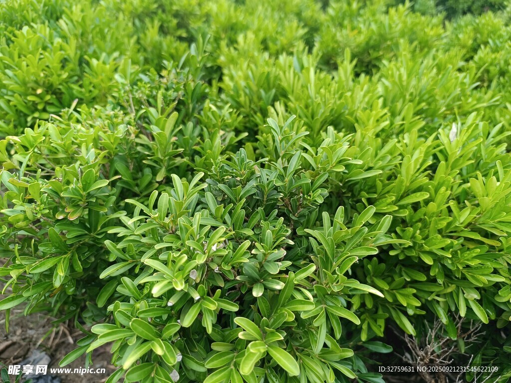 翠绿繁茂的绿植景观