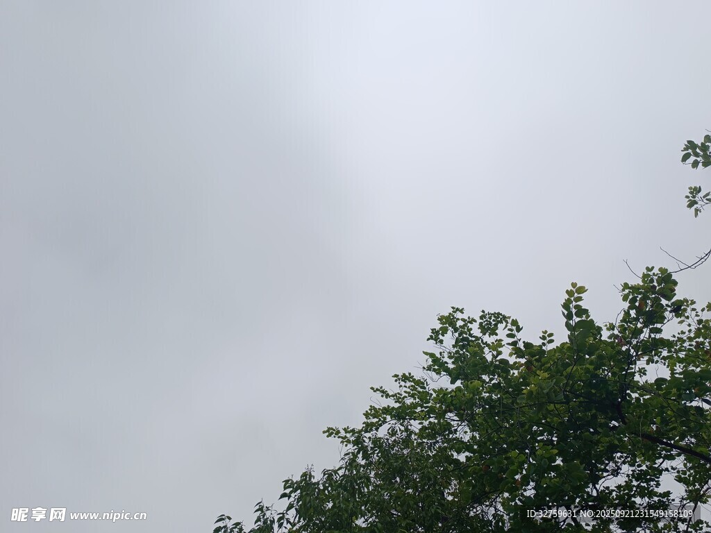 仰视绿树与灰白天空
