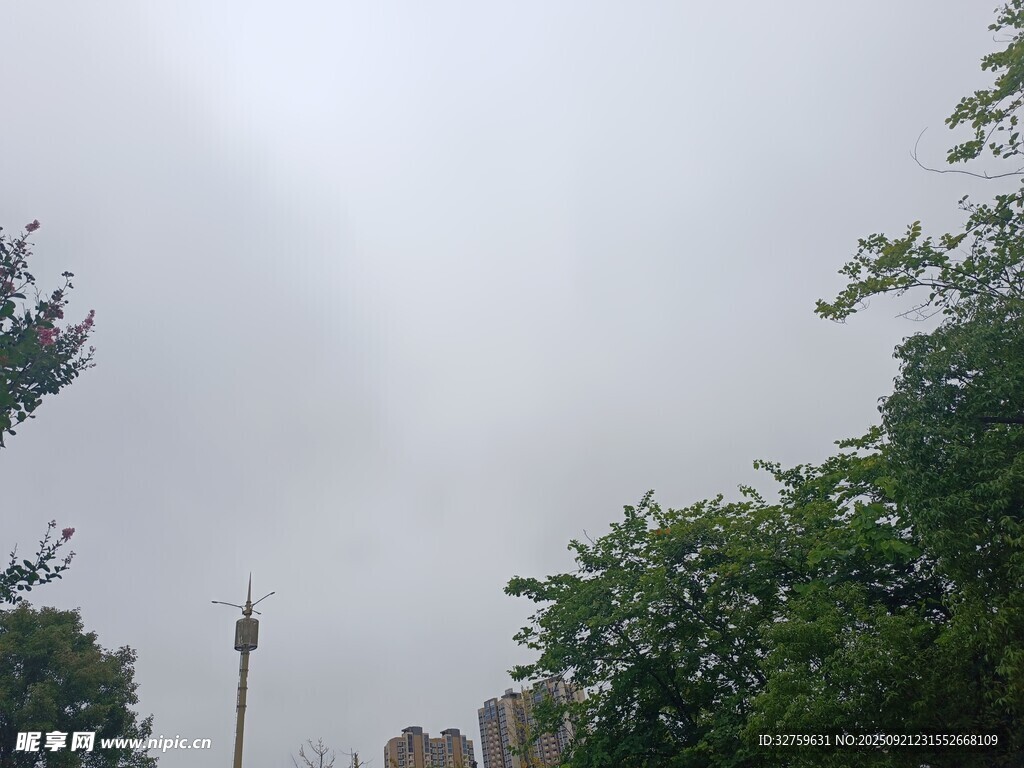 阴天中的树木与远处建筑