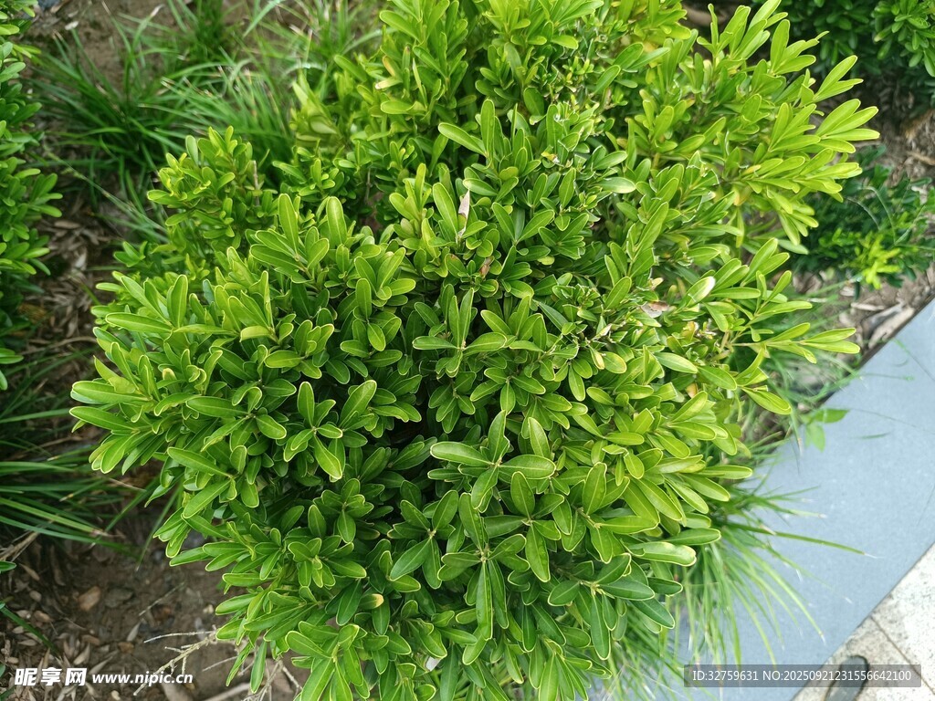 翠绿丛生植物近景特写