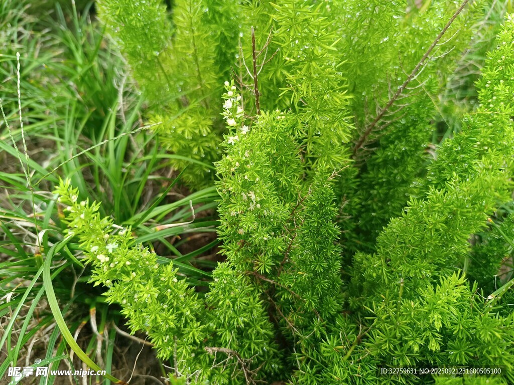 翠绿茂盛的清新植物