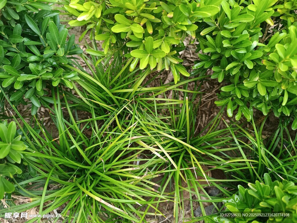 繁茂绿植景观