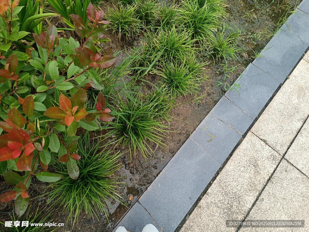 路边多彩绿植景观