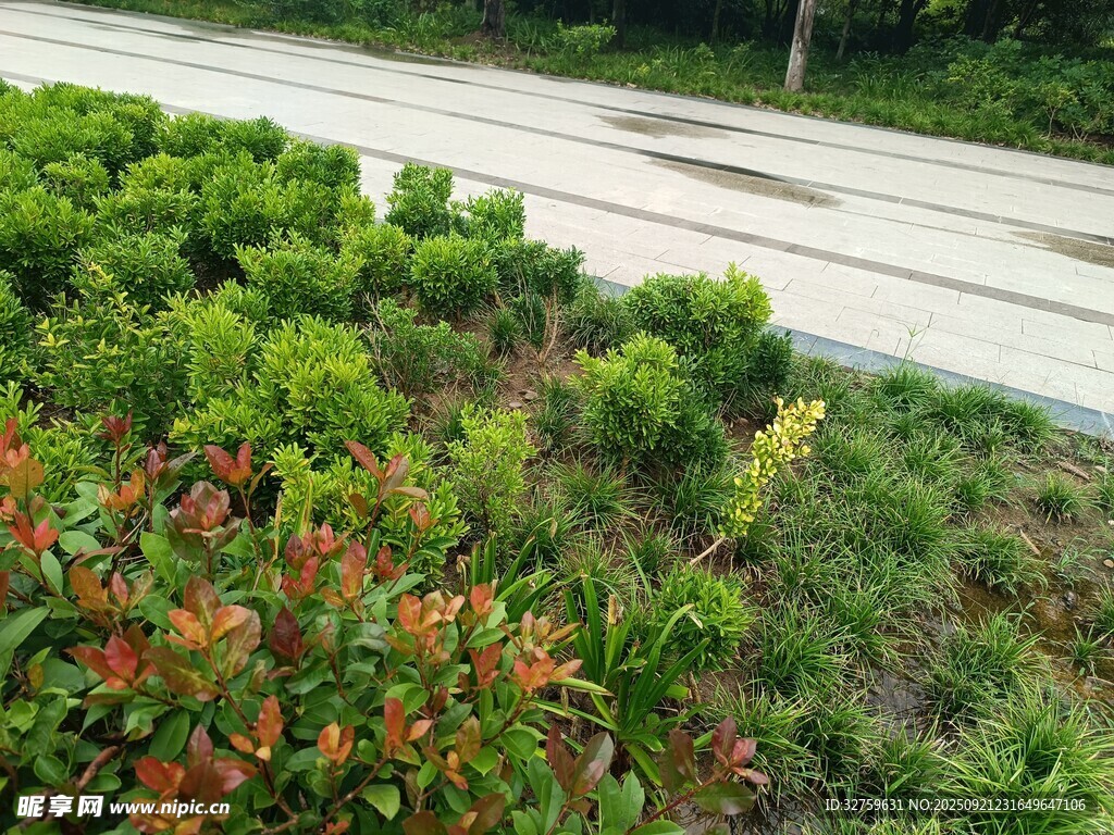 路边多彩绿植景观