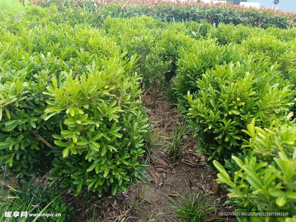 整齐排列的绿色植物田