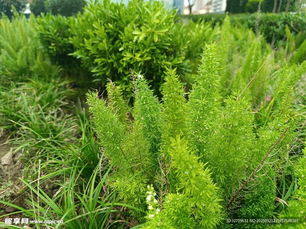 翠绿繁茂的灌木丛景观