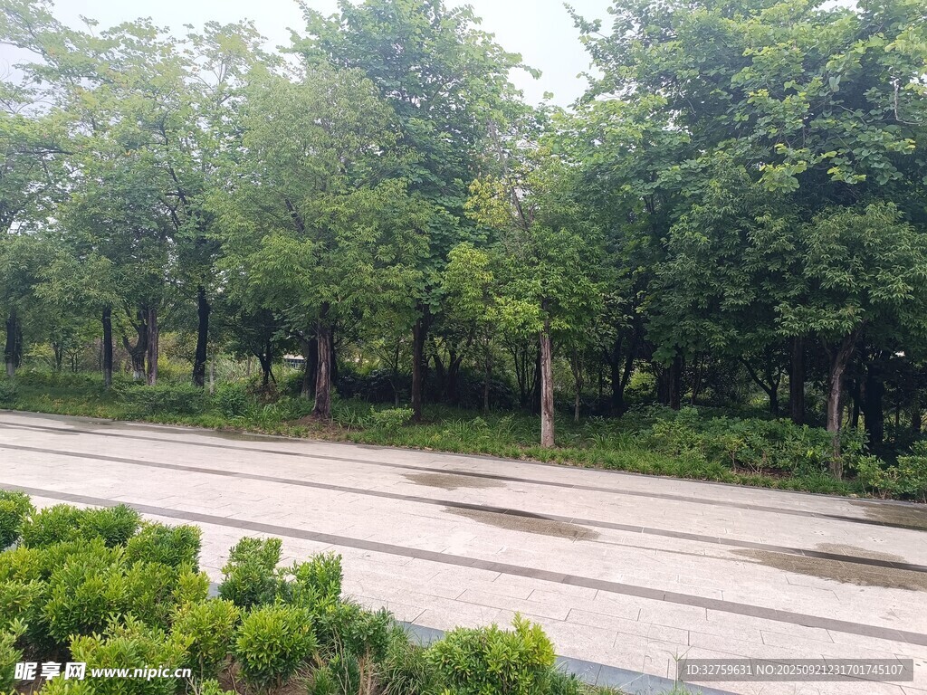 林间静谧道路与绿植景观
