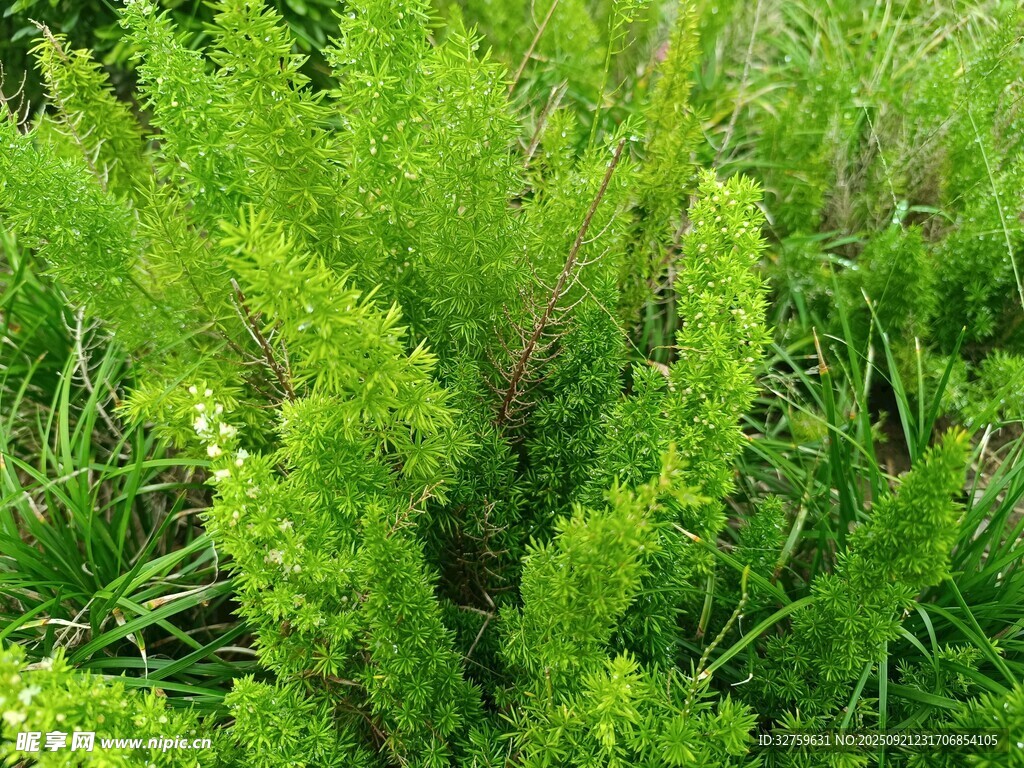 翠绿茂盛的绿色植物